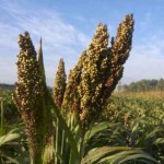 آشنایی با خواص بی‌نظیر ذرت خوشه‌ای در طب سنتی