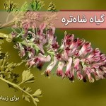 خواص عرق شاتره و دمنوش شاتره برای سلامتی بدن