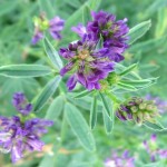 خواص عرق یونجه برای سلامتی