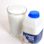 بررسی موارد استفاده از شیر شتر در طب سنتی