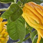 هر آنچه باید از خواص شگفت‌آور دست بودا بدانیم