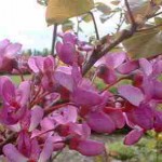 خواص گل ارغوان، از درمان بیماری‌های مثانه تا ترمیم جراحت