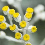 بررسی موارد استفاده از گل بی مرگ در طب سنتی
