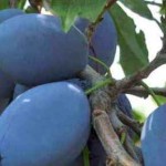 آلو بخارایی و بررسی برخی از خواص مهم آن