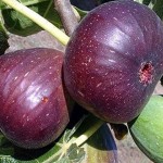 ۱۲ خاصیت شگفت‌انگیز شربت انجیر +طرز تهیه