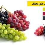 خواص انگور در رنگ های مختلف (هر رنگ انگور و خواص آن)