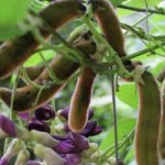 کنترل و درمان افسردگی با مصرف باقلا مخملی