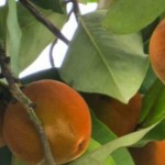 هر آنچه باید از خواص سیب مخملی بدانیم