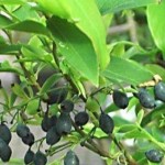 گیاهی برای درمان عوارض دیابت نوع ۲