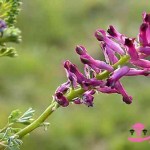 خواص عرق شاتره برای سلامتی