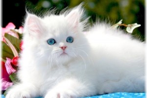 ویدئو :   بچه حیوانات خوشگل و دوست داشتنی (مطلب)