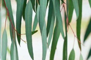 خواص معجزه گر اکالیپتوس را بدانید