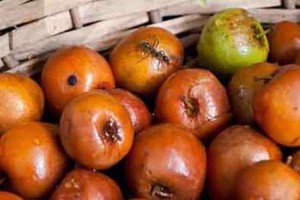 خواص میوه کنار یا خواص میوه درخت سدر