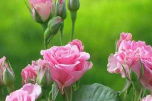خواص گل محمدی برای پوست و اعصاب