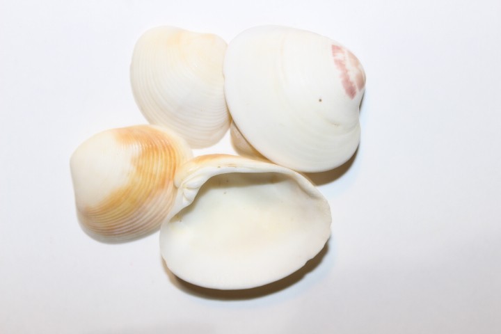 صدف  طبیعی بزرگ شیراز کدs19