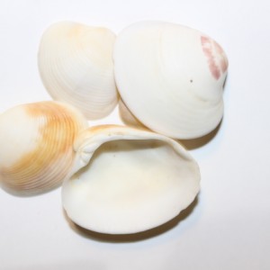 صدف  طبیعی بزرگ شیراز کدs19