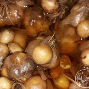 سیر ترشی فدک (حدود 4 ساله)