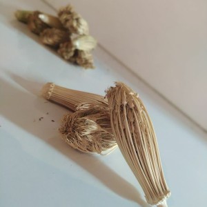 گیاه خلال دندان (7 گرم)