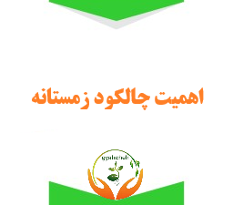 اهمیت چالکود زمستانه