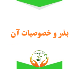 بذر و خصوصیات آن (مطلب)