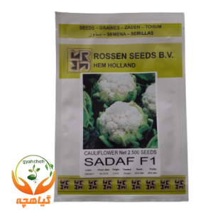 بذر گل کلم صدف روزن سیدز | Rossen seeds
