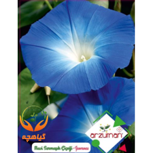 بذر گل نیلوفر رونده گل درشت آرزومان | Arzuman