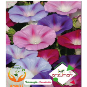 بذر گل پیچک آرزومان | Arzuman
