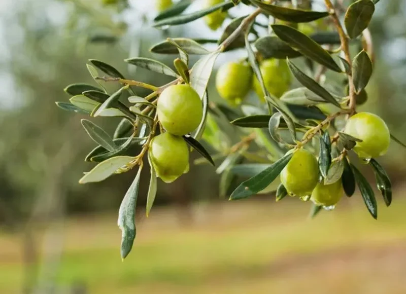 بررسی جامع خواص درمانی، ارزش غذایی زیتون