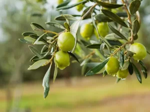 بررسی جامع خواص درمانی، ارزش غذایی زیتون