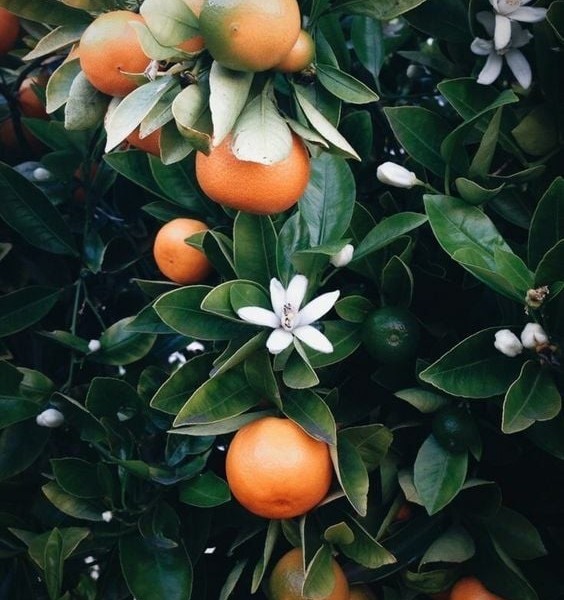 ماندارین و عطر
