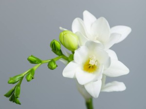 داستان گل فریزیا