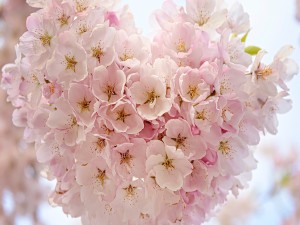 چگونه برای کسی که دوستش دارید عطر بخرید…