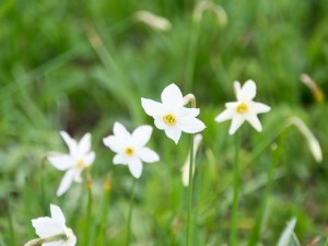 گل نرگس,شکوفه ای بهاری با روح پاییزی