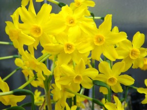 معروف ترین عطرهای گل نرگس