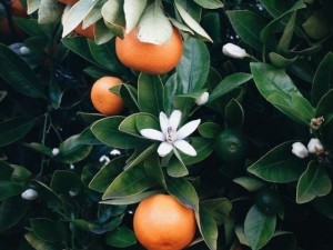 ماندارین و عطر