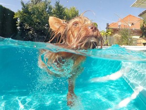 gopro dome [ipahbad (8).jpg