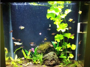 نمونه کار-ال ای دی مخصوص  آکواریوم پلنت