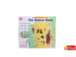 اسباب بازی آموزشی مولاژ نیم تنه (10 تکه) سایز کوچک مدل The Human Body 3305