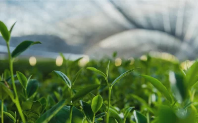 ال-تیانین؛ معجزه‌ای در چای