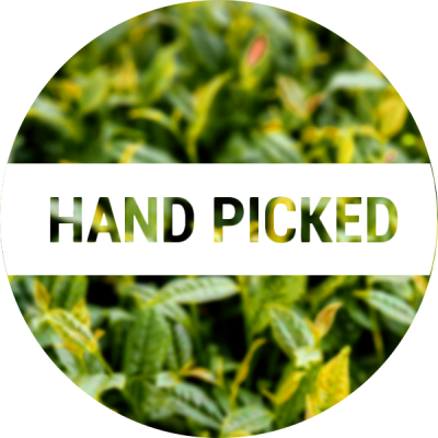 دستچین HAND PICKED