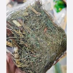 گیاه دم اسبی