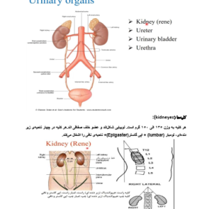 دانلود جزوه آناتومی سیستم ادراری