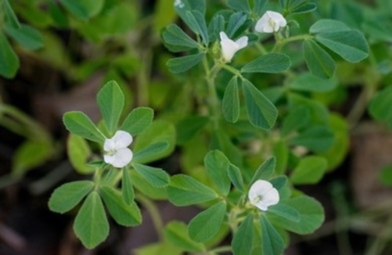 معجزه‌ روغن تخم شنبلیله، از کنترل قند خون تا تقویت موها