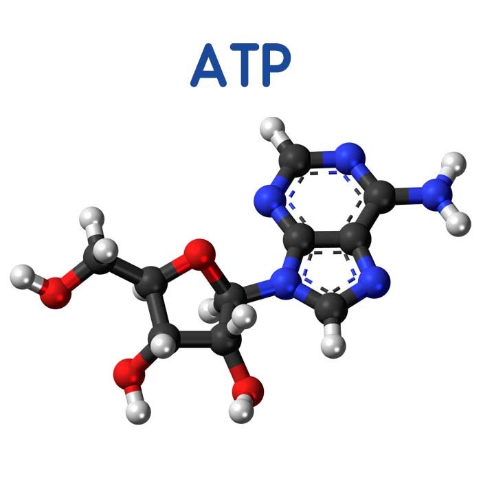 آدنوزین تری فسفات یا ATP چیست؟