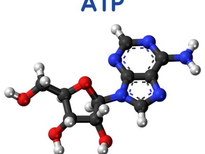 آدنوزین تری فسفات یا ATP چیست؟