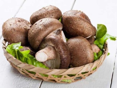 قارچ شیتاکه چیست و چه فوایدی دارد؟