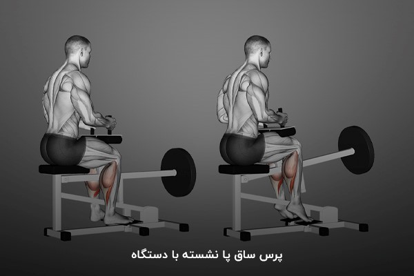پرس ساق پا نشسته با دستگاه در برنامه بدنسازی 6 روز در هفته عضلهسازی