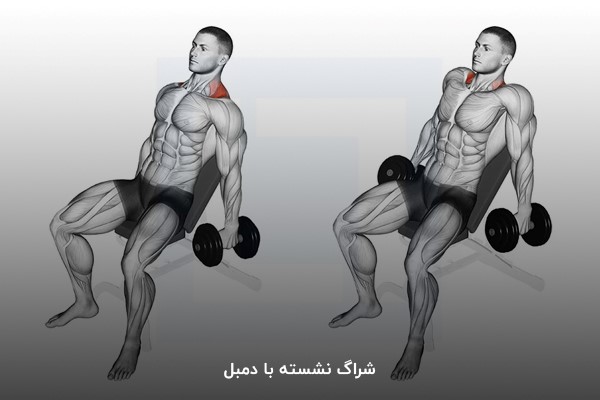 شراگ نشسته با دمبل در برنامه بدنسازی 6 روزه