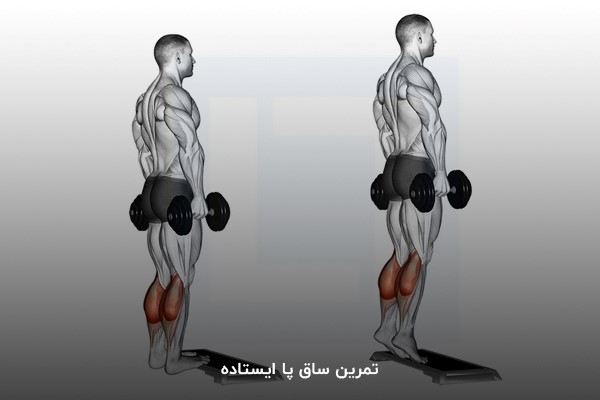 تمرین ساق پا ایستاده در برنامه بدنسازی شش روز در هفته