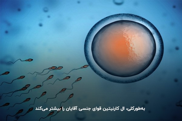 آشنایی با تاثیر ال کارنیتین بر قوای جنسی مردان